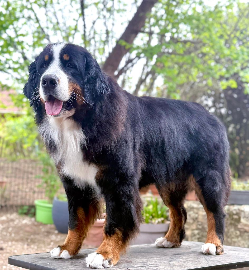 Ultra girl Du Hameau De Baika