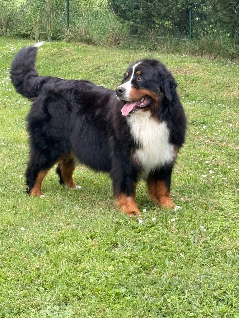 Senorita Du Hameau De Baika