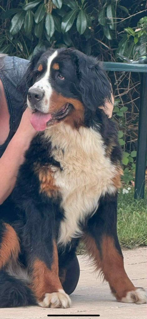 Ultime charm de pandora Du Hameau De Baika