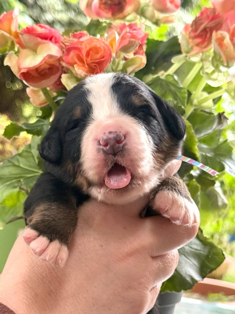 Des bébés sont arrivés 